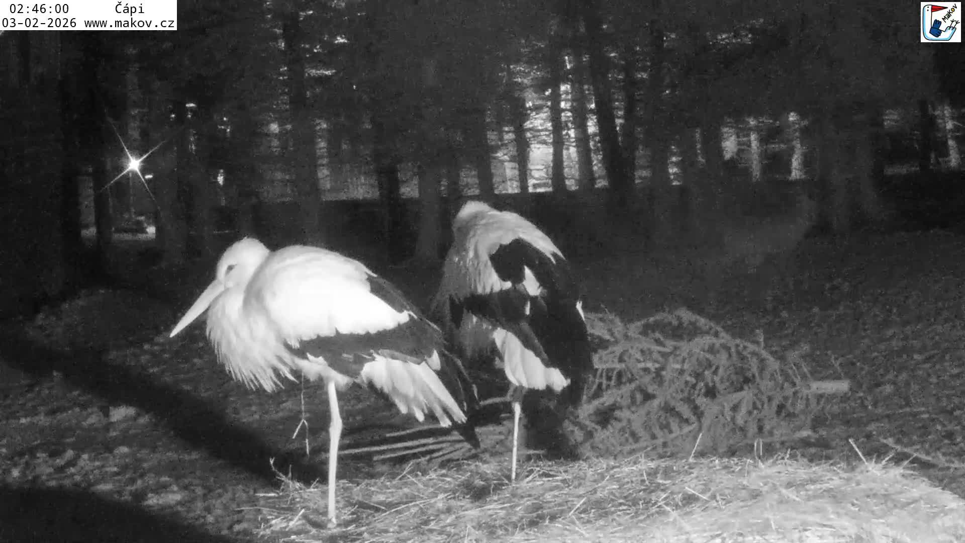 Pisek, Makov Animal Rescue Station Nest Live Cam - Cizova, Pisek, Juhočeský Kraj (South Bohemian), Czechia
