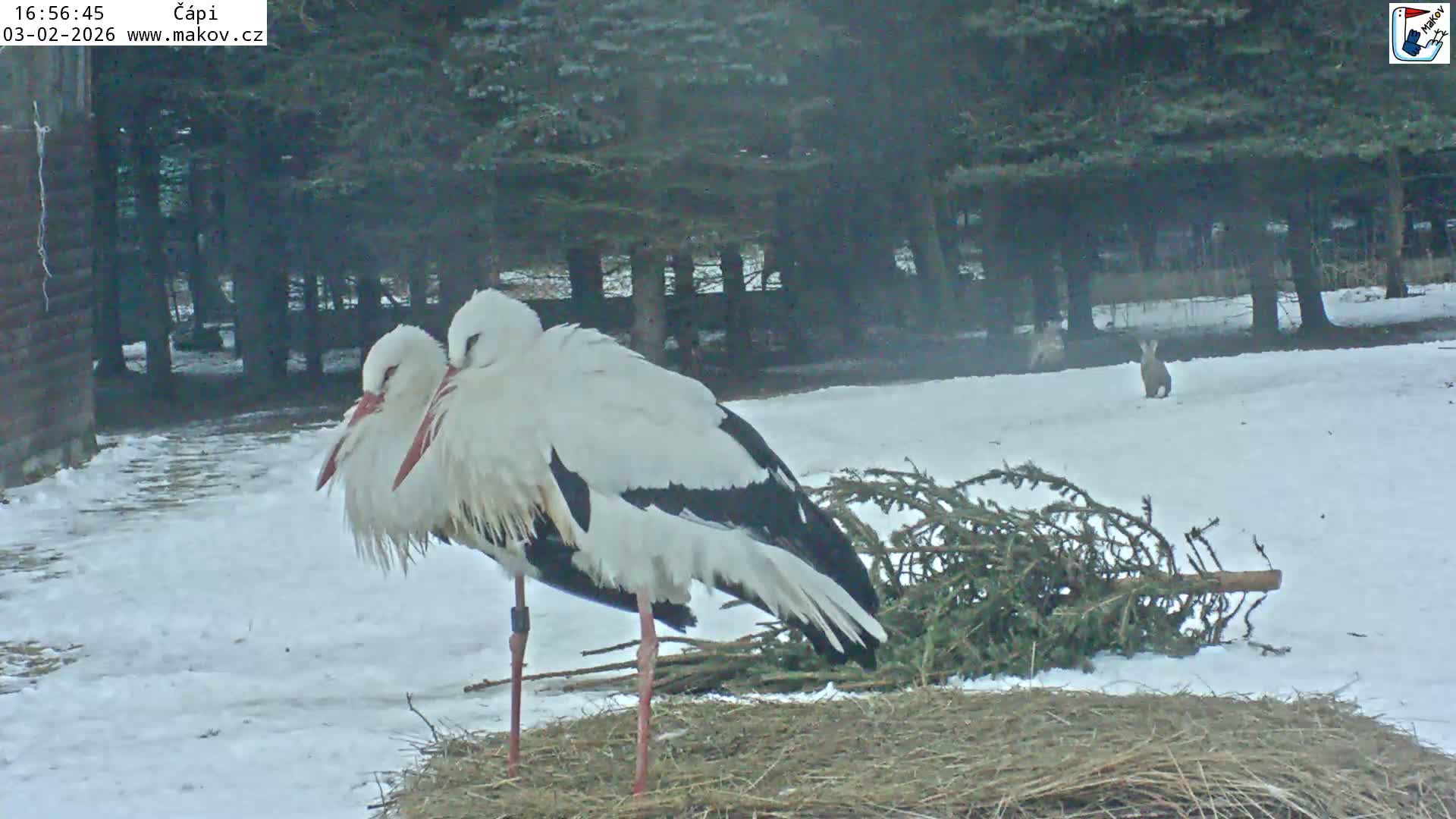 Pisek, Makov Animal Rescue Station Nest Live Cam - Cizova, Pisek, Juhočeský Kraj (South Bohemian), Czechia