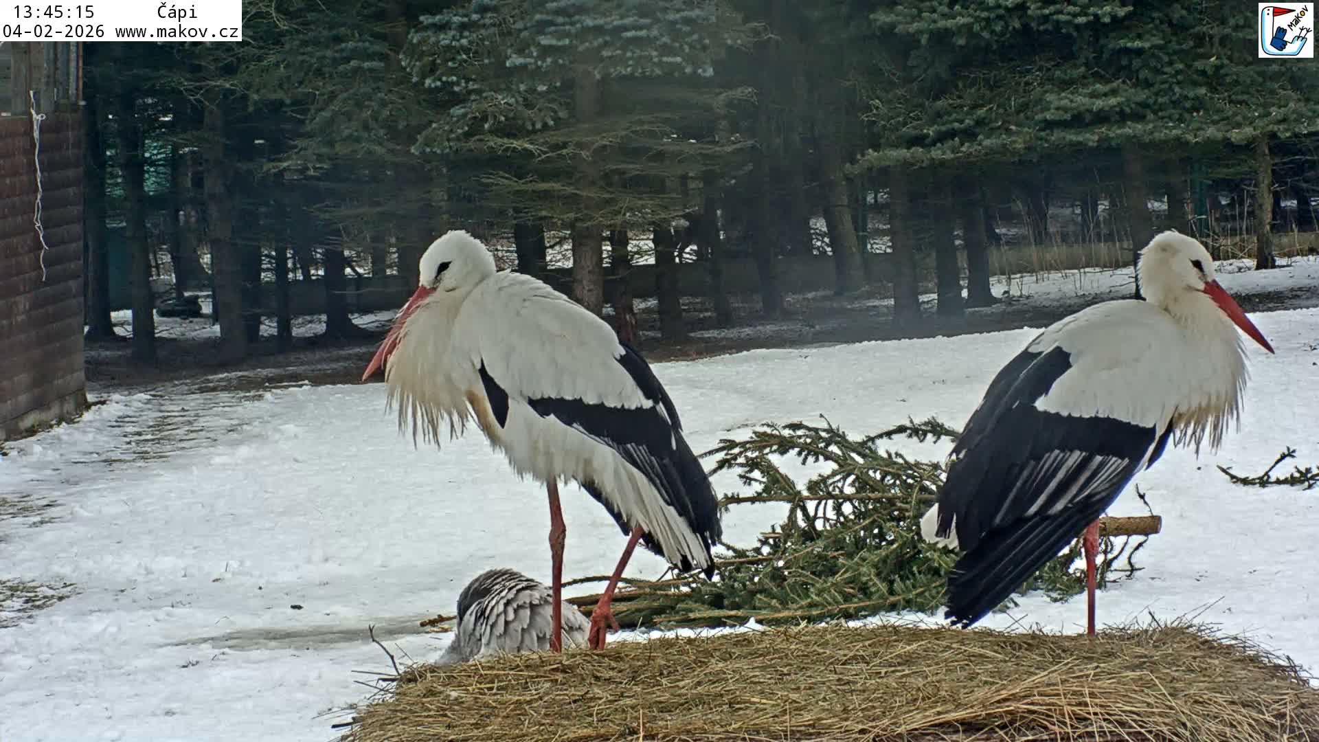 Pisek, Makov Animal Rescue Station Nest Live Cam - Cizova, Pisek, Juhočeský Kraj (South Bohemian), Czechia