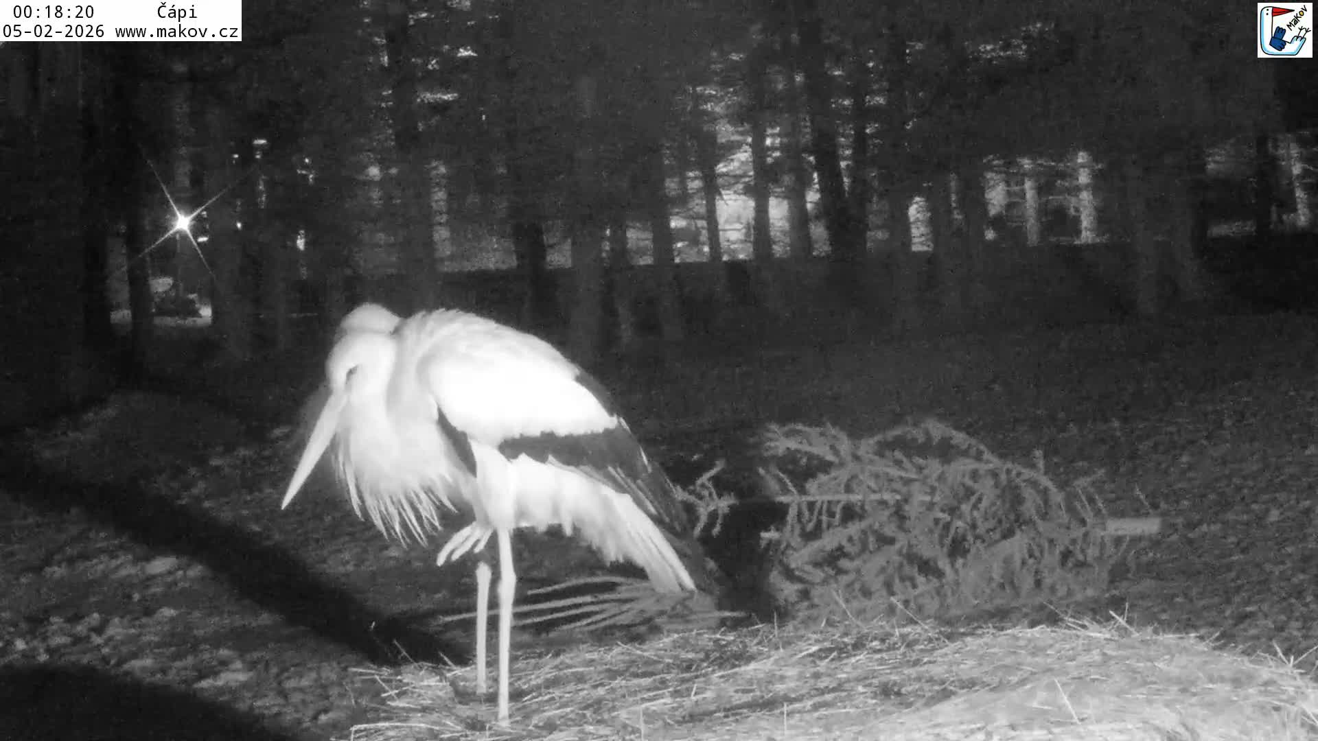 Pisek, Makov Animal Rescue Station Nest Live Cam - Cizova, Pisek, Juhočeský Kraj (South Bohemian), Czechia