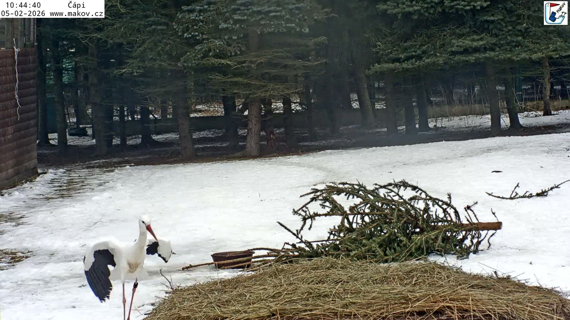 Pisek, Makov Animal Rescue Station Nest Live Cam - Cizova, Pisek, Juhočeský Kraj (South Bohemian), Czechia
