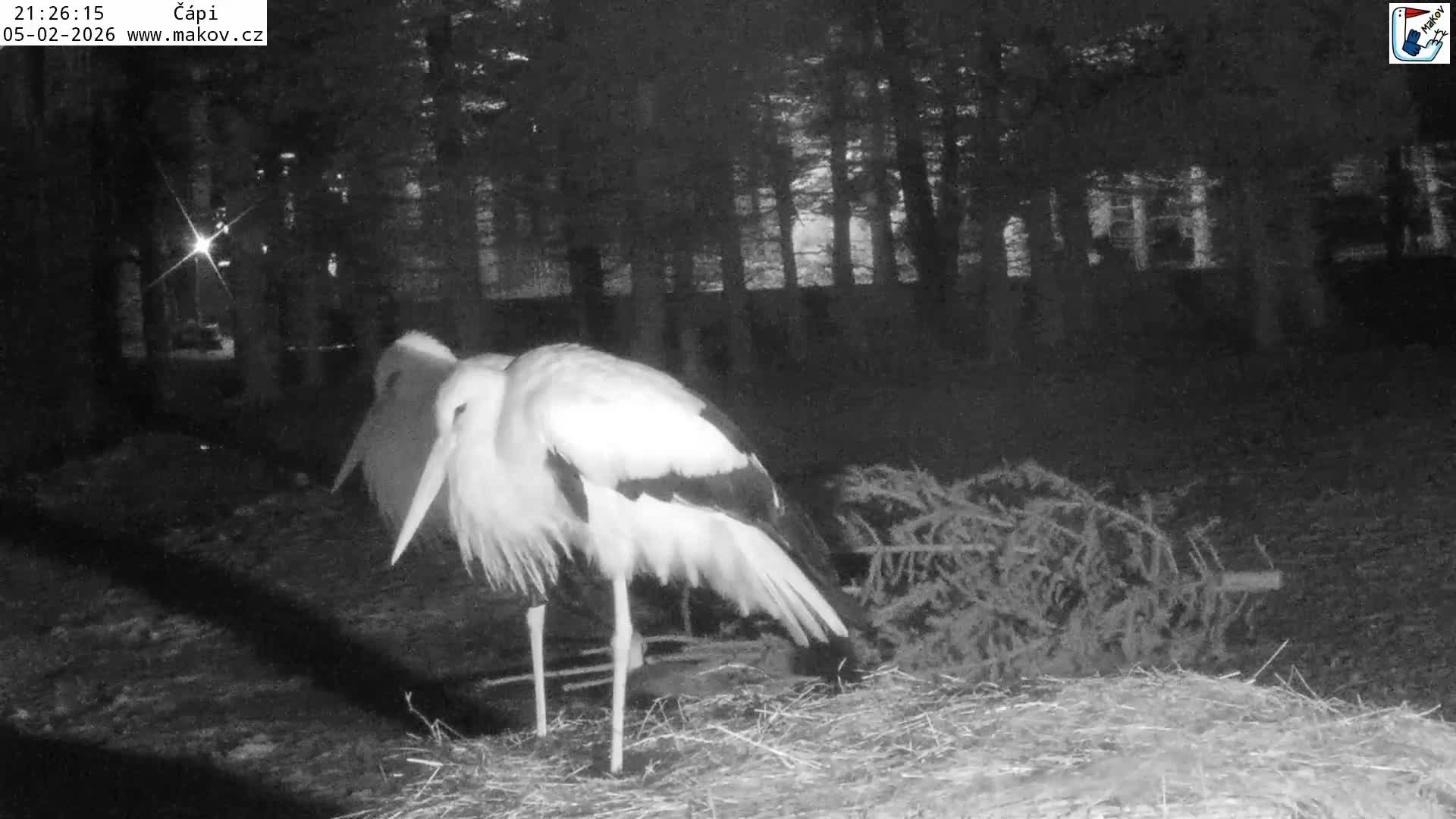 Pisek, Makov Animal Rescue Station Nest Live Cam - Cizova, Pisek, Juhočeský Kraj (South Bohemian), Czechia