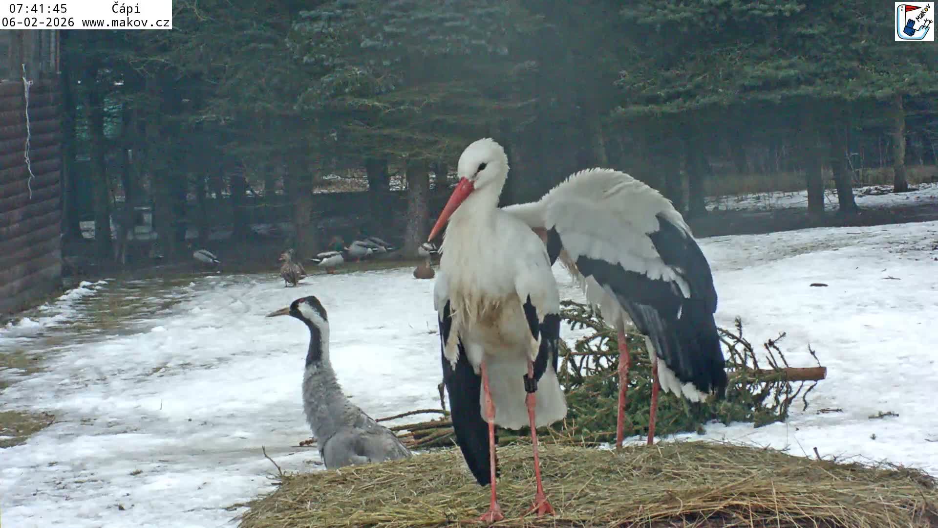 Pisek, Makov Animal Rescue Station Nest Live Cam - Cizova, Pisek, Juhočeský Kraj (South Bohemian), Czechia