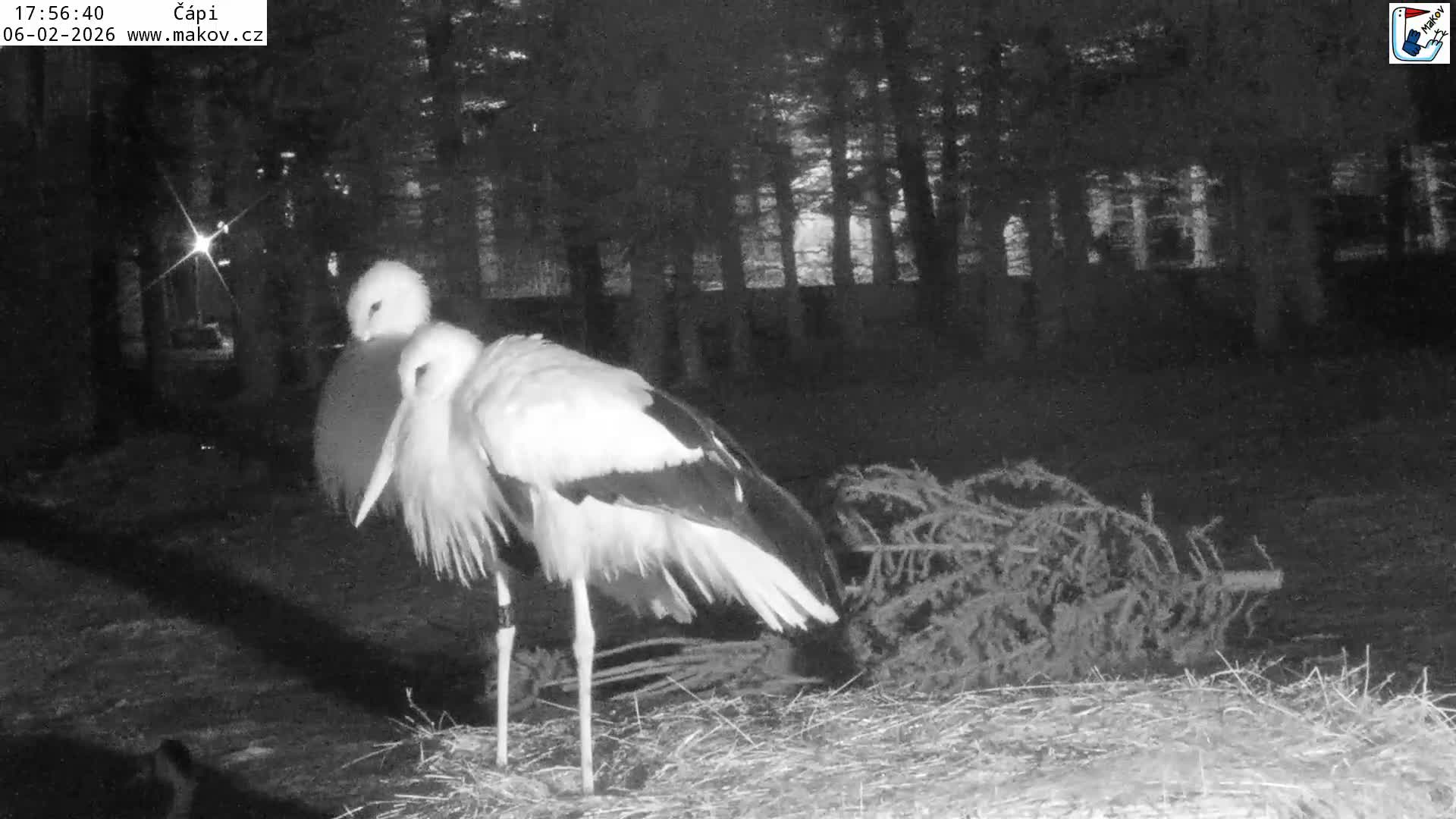 Pisek, Makov Animal Rescue Station Nest Live Cam - Cizova, Pisek, Juhočeský Kraj (South Bohemian), Czechia