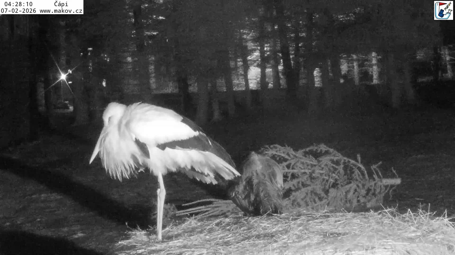 Pisek, Makov Animal Rescue Station Nest Live Cam - Cizova, Pisek, Juhočeský Kraj (South Bohemian), Czechia