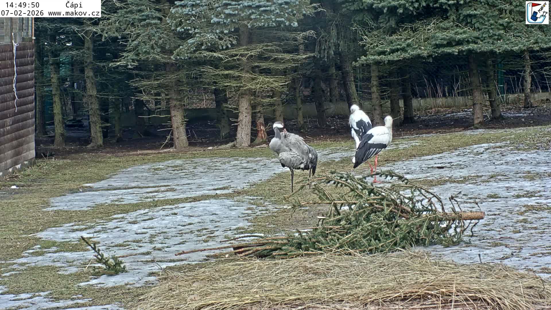 Pisek, Makov Animal Rescue Station Nest Live Cam - Cizova, Pisek, Juhočeský Kraj (South Bohemian), Czechia