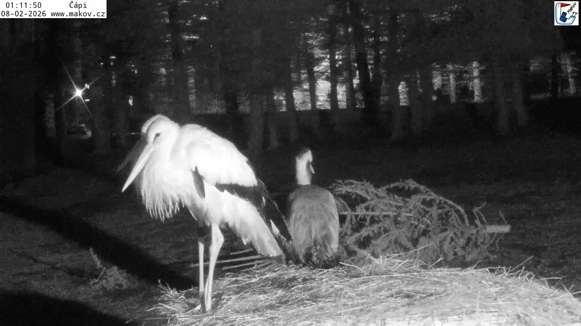 Pisek, Makov Animal Rescue Station Nest Live Cam - Cizova, Pisek, Juhočeský Kraj (South Bohemian), Czechia