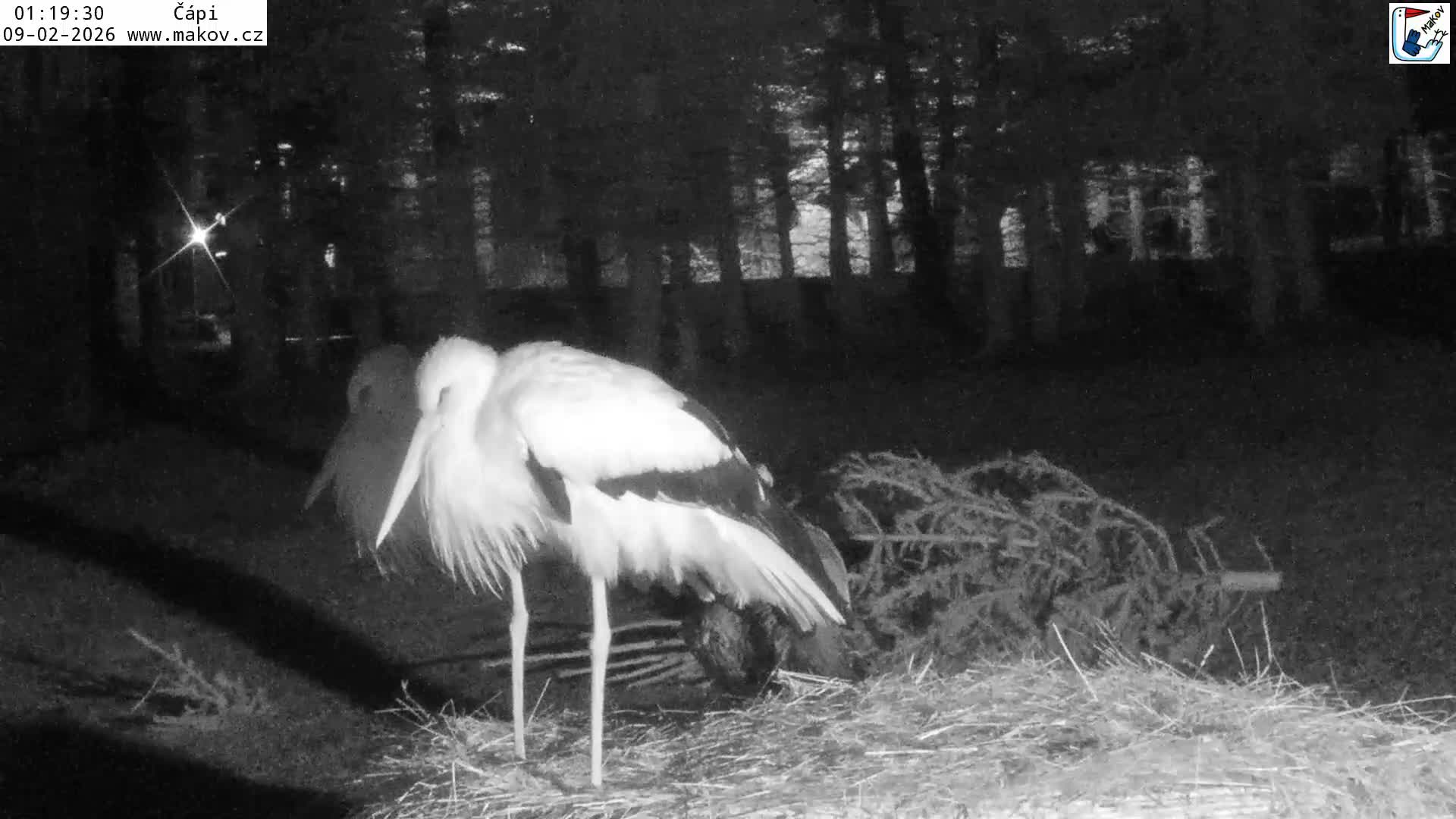 Pisek, Makov Animal Rescue Station Nest Live Cam - Cizova, Pisek, Juhočeský Kraj (South Bohemian), Czechia