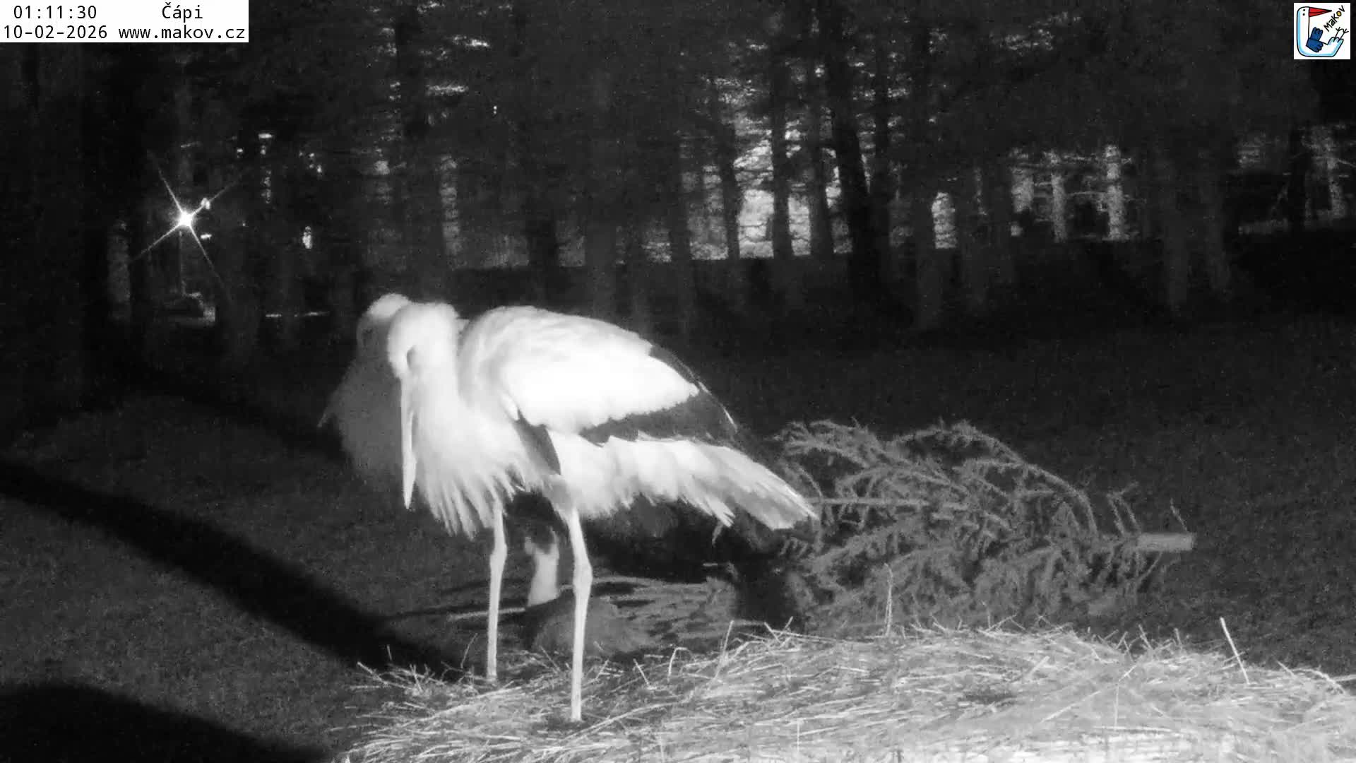 Pisek, Makov Animal Rescue Station Nest Live Cam - Cizova, Pisek, Juhočeský Kraj (South Bohemian), Czechia