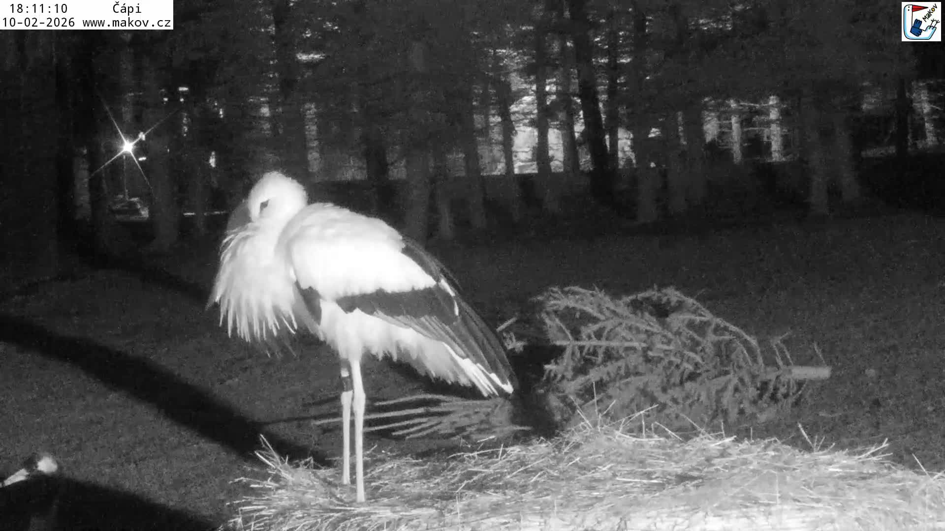 Pisek, Makov Animal Rescue Station Nest Live Cam - Cizova, Pisek, Juhočeský Kraj (South Bohemian), Czechia