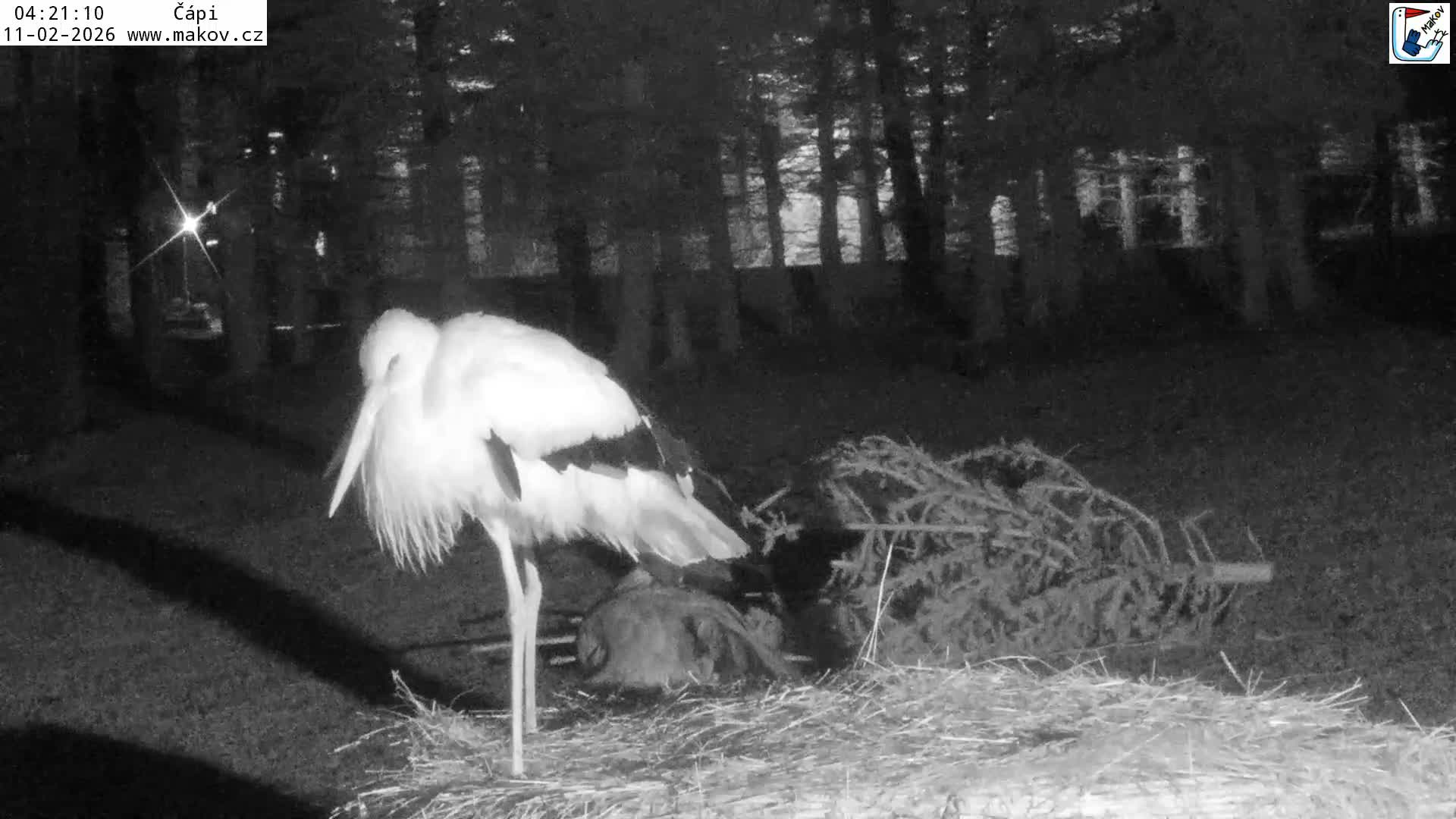 Pisek, Makov Animal Rescue Station Nest Live Cam - Cizova, Pisek, Juhočeský Kraj (South Bohemian), Czechia