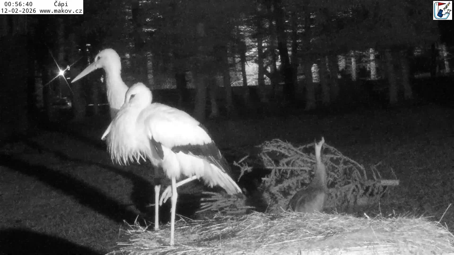 Pisek, Makov Animal Rescue Station Nest Live Cam - Cizova, Pisek, Juhočeský Kraj (South Bohemian), Czechia