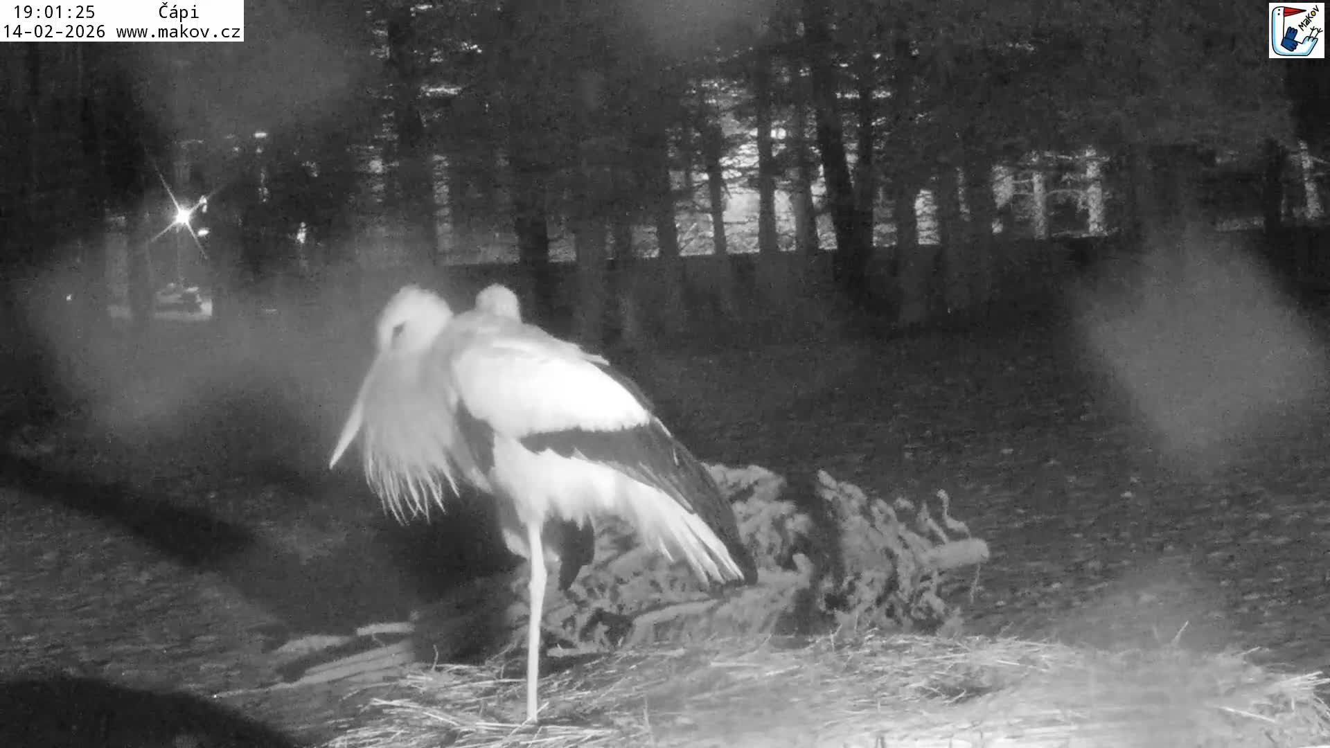 Pisek, Makov Animal Rescue Station Nest Live Cam - Cizova, Pisek, Juhočeský Kraj (South Bohemian), Czechia