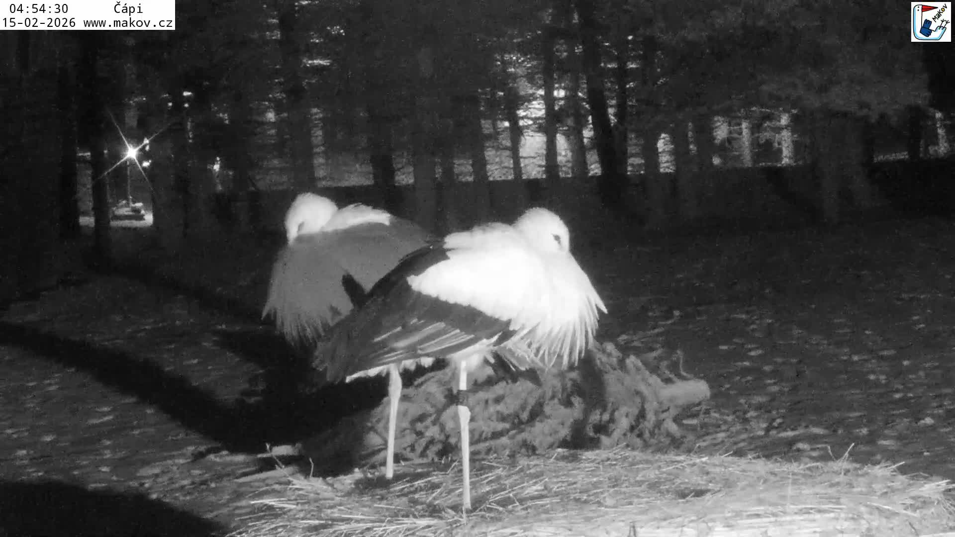Pisek, Makov Animal Rescue Station Nest Live Cam - Cizova, Pisek, Juhočeský Kraj (South Bohemian), Czechia