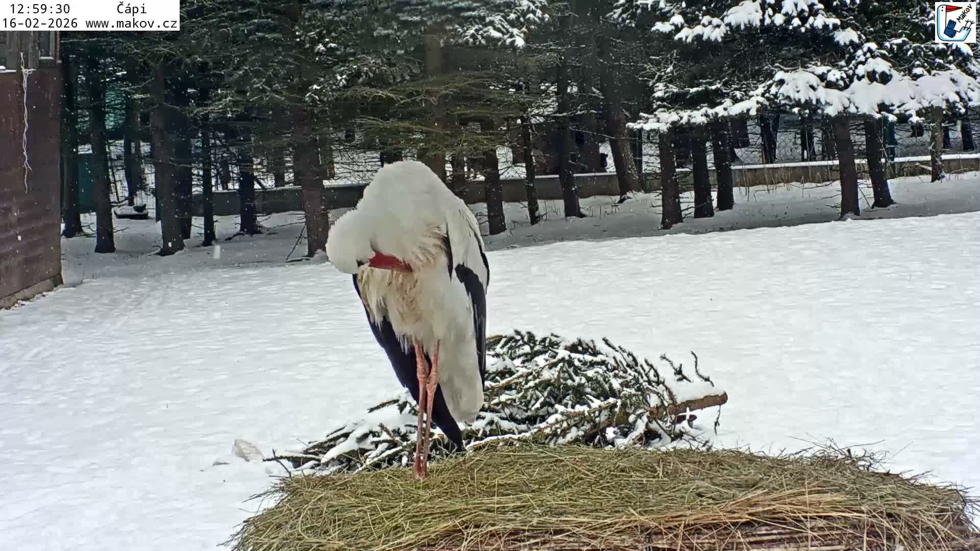 Pisek, Makov Animal Rescue Station Nest Live Cam - Cizova, Pisek, Juhočeský Kraj (South Bohemian), Czechia