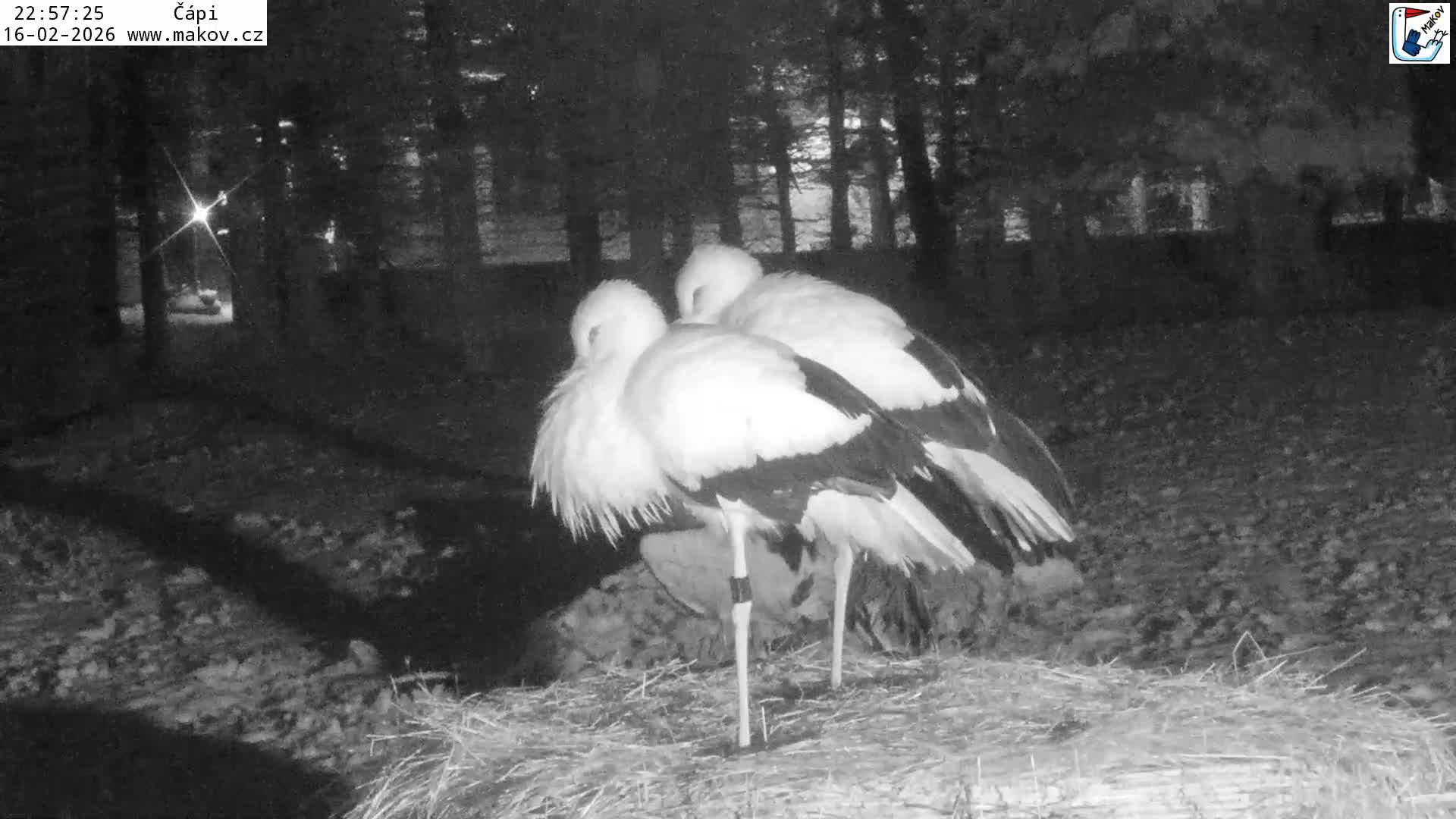 Pisek, Makov Animal Rescue Station Nest Live Cam - Cizova, Pisek, Juhočeský Kraj (South Bohemian), Czechia