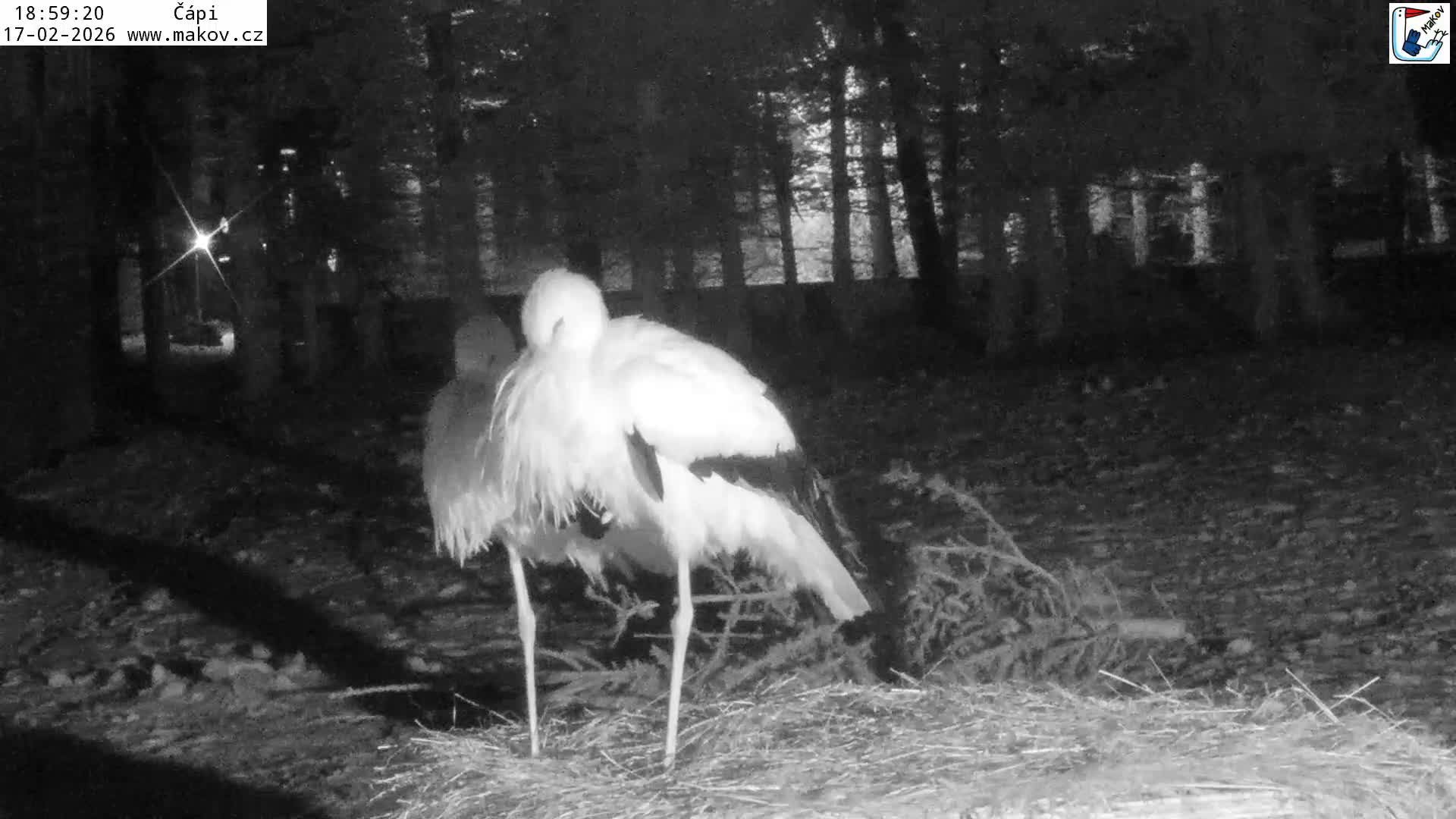 Pisek, Makov Animal Rescue Station Nest Live Cam - Cizova, Pisek, Juhočeský Kraj (South Bohemian), Czechia