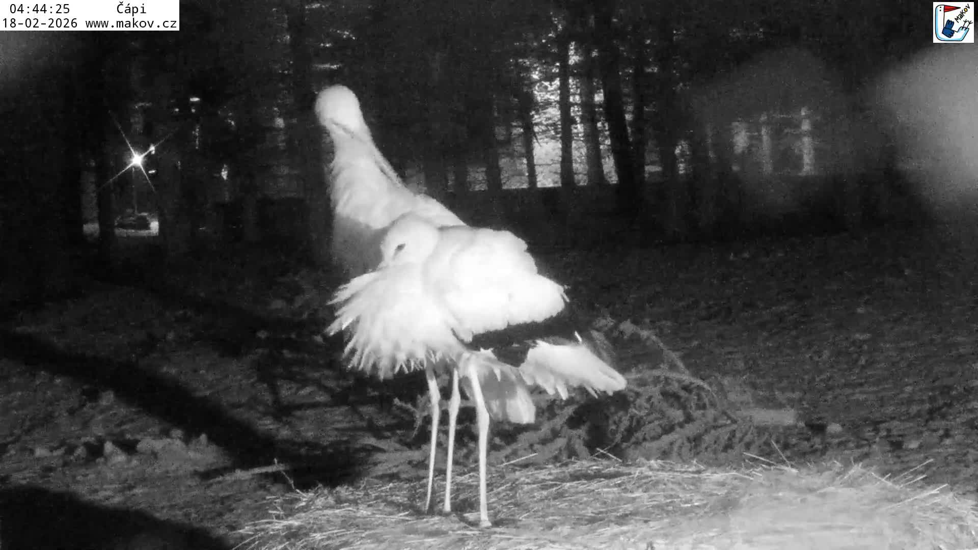 Pisek, Makov Animal Rescue Station Nest Live Cam - Cizova, Pisek, Juhočeský Kraj (South Bohemian), Czechia