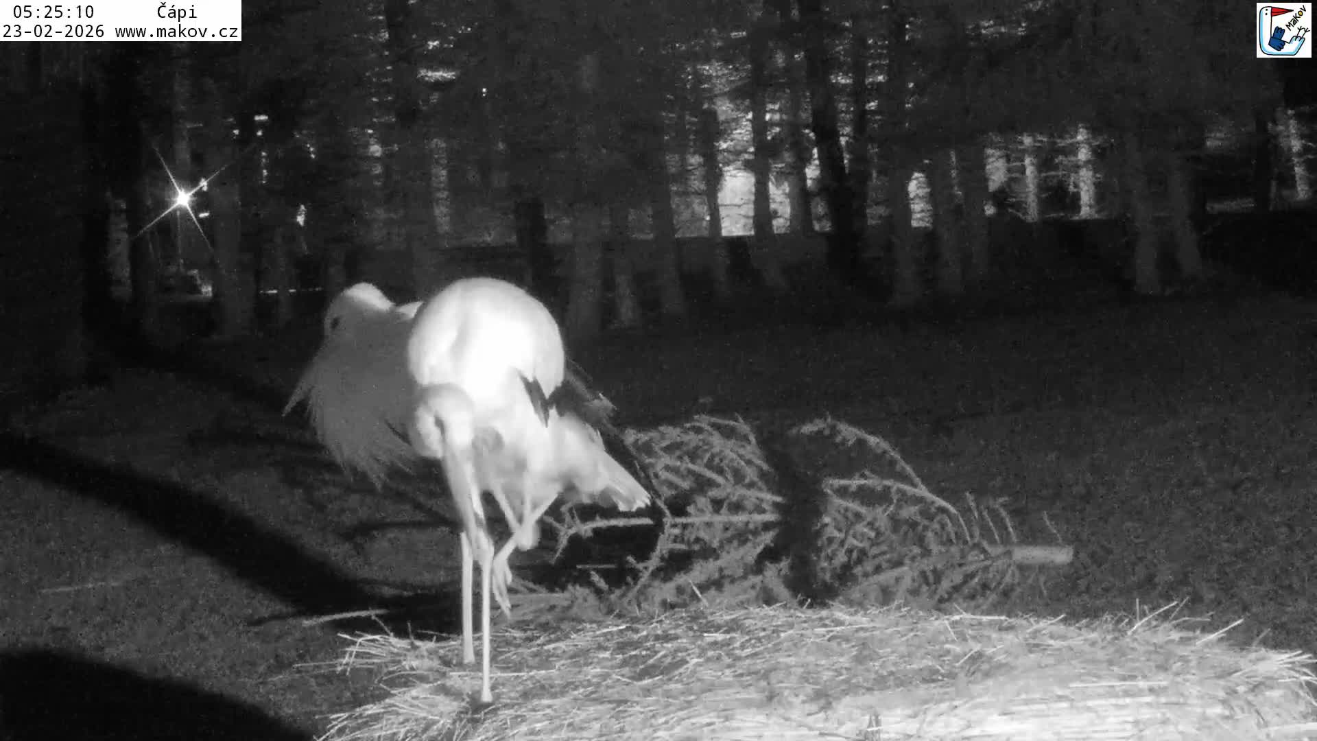 Pisek, Makov Animal Rescue Station Nest Live Cam - Cizova, Pisek, Juhočeský Kraj (South Bohemian), Czechia