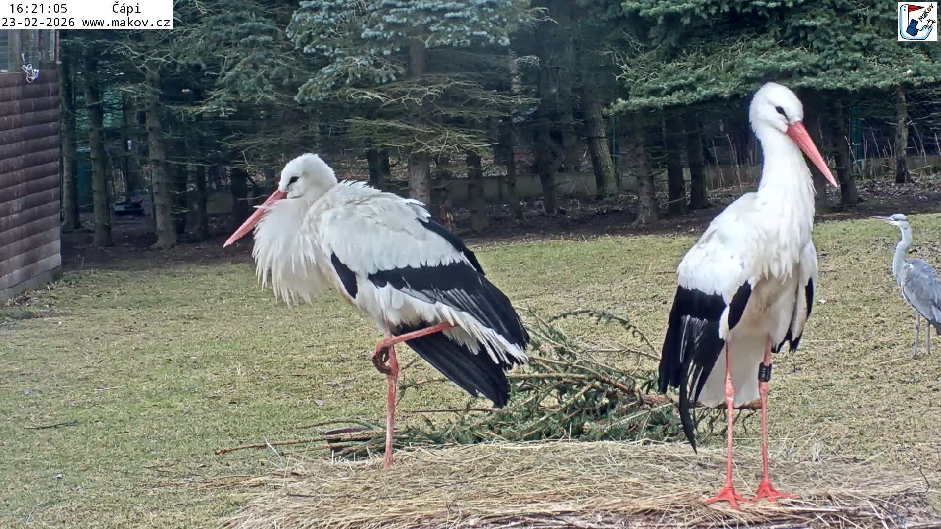 Pisek, Makov Animal Rescue Station Nest Live Cam - Cizova, Pisek, Juhočeský Kraj (South Bohemian), Czechia