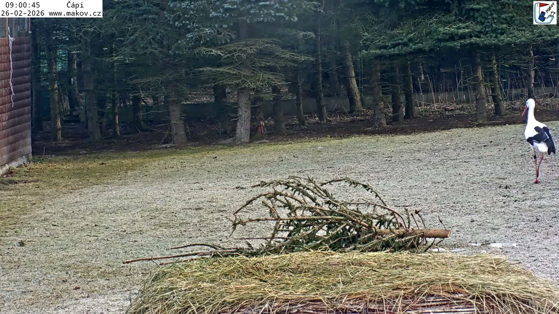 Pisek, Makov Animal Rescue Station Nest Live Cam - Cizova, Pisek, Juhočeský Kraj (South Bohemian), Czechia