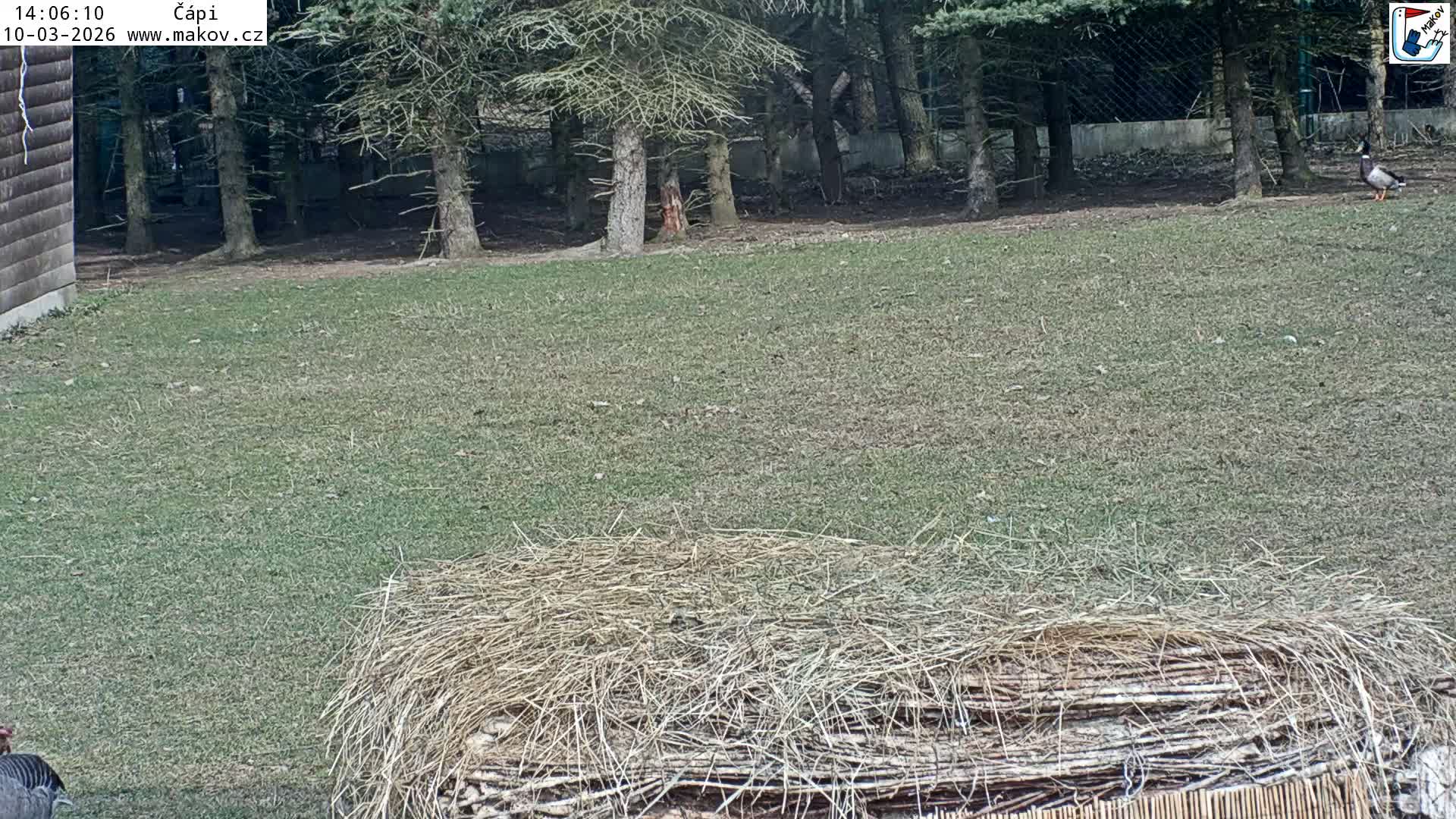 Pisek, Makov Animal Rescue Station Nest Live Cam - Cizova, Pisek, Juhočeský Kraj (South Bohemian), Czechia