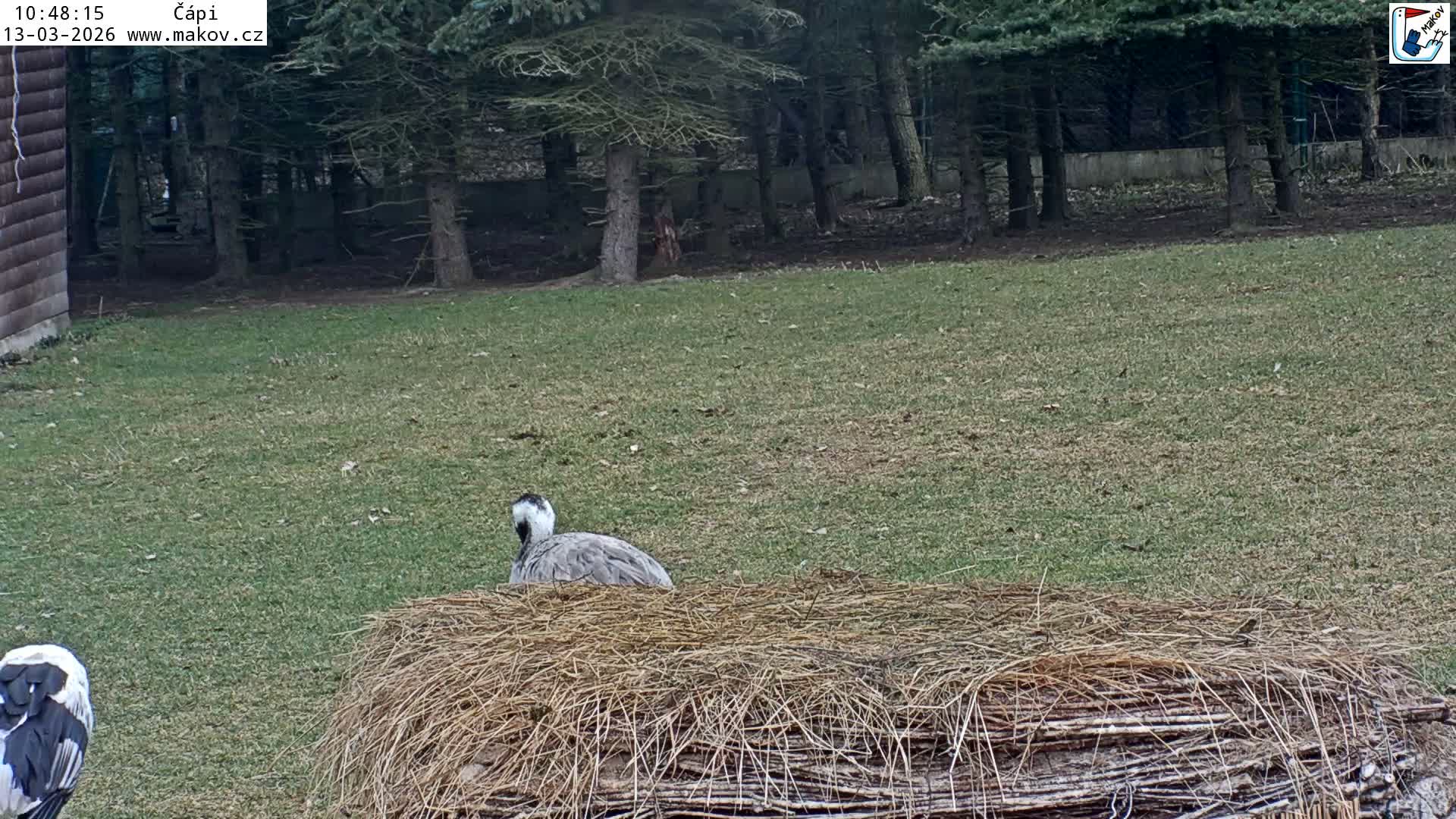 Pisek, Makov Animal Rescue Station Nest Live Cam - Cizova, Pisek, Juhočeský Kraj (South Bohemian), Czechia
