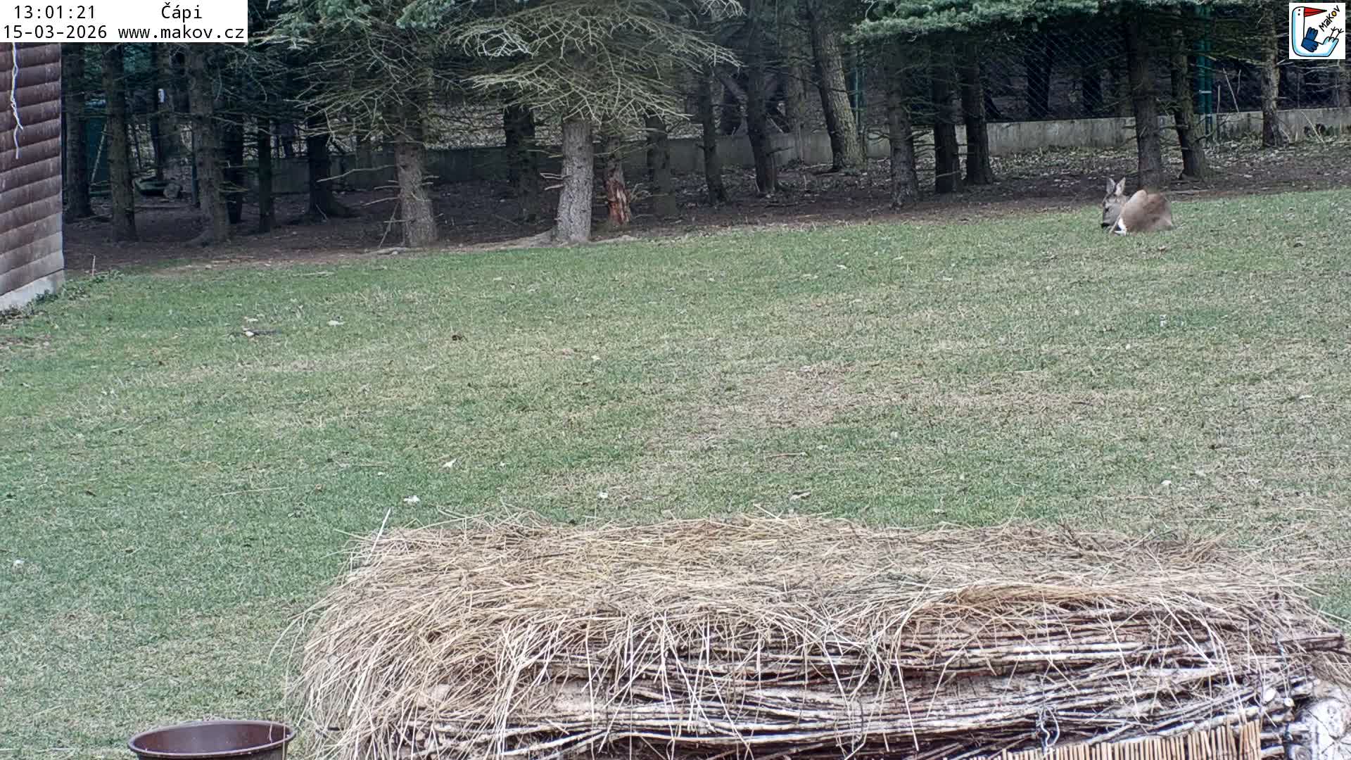 Pisek, Makov Animal Rescue Station Nest Live Cam - Cizova, Pisek, Juhočeský Kraj (South Bohemian), Czechia