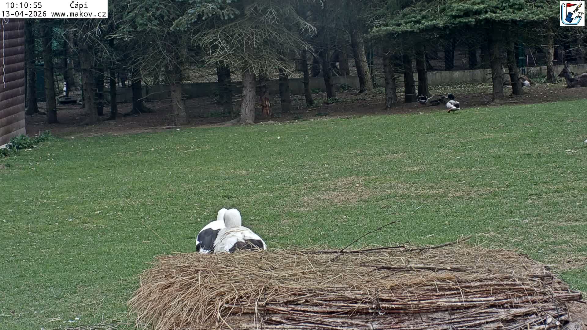Pisek, Makov Animal Rescue Station Nest Live Cam - Cizova, Pisek, Juhočeský Kraj (South Bohemian), Czechia