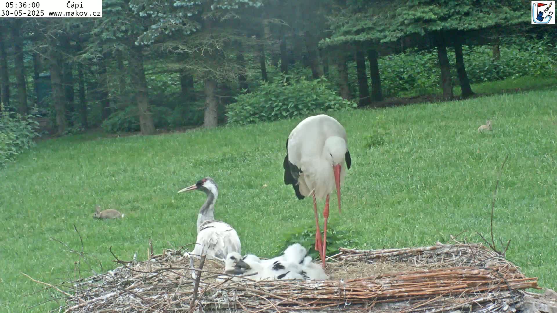 A white stork stands near a nest containing several baby birds and a crane, all situated in a grassy area bordered by a forest under a clear sky.