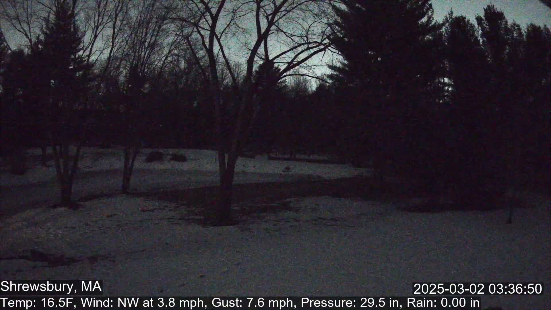 A snow-covered yard is surrounded by dark trees under a twilight sky.