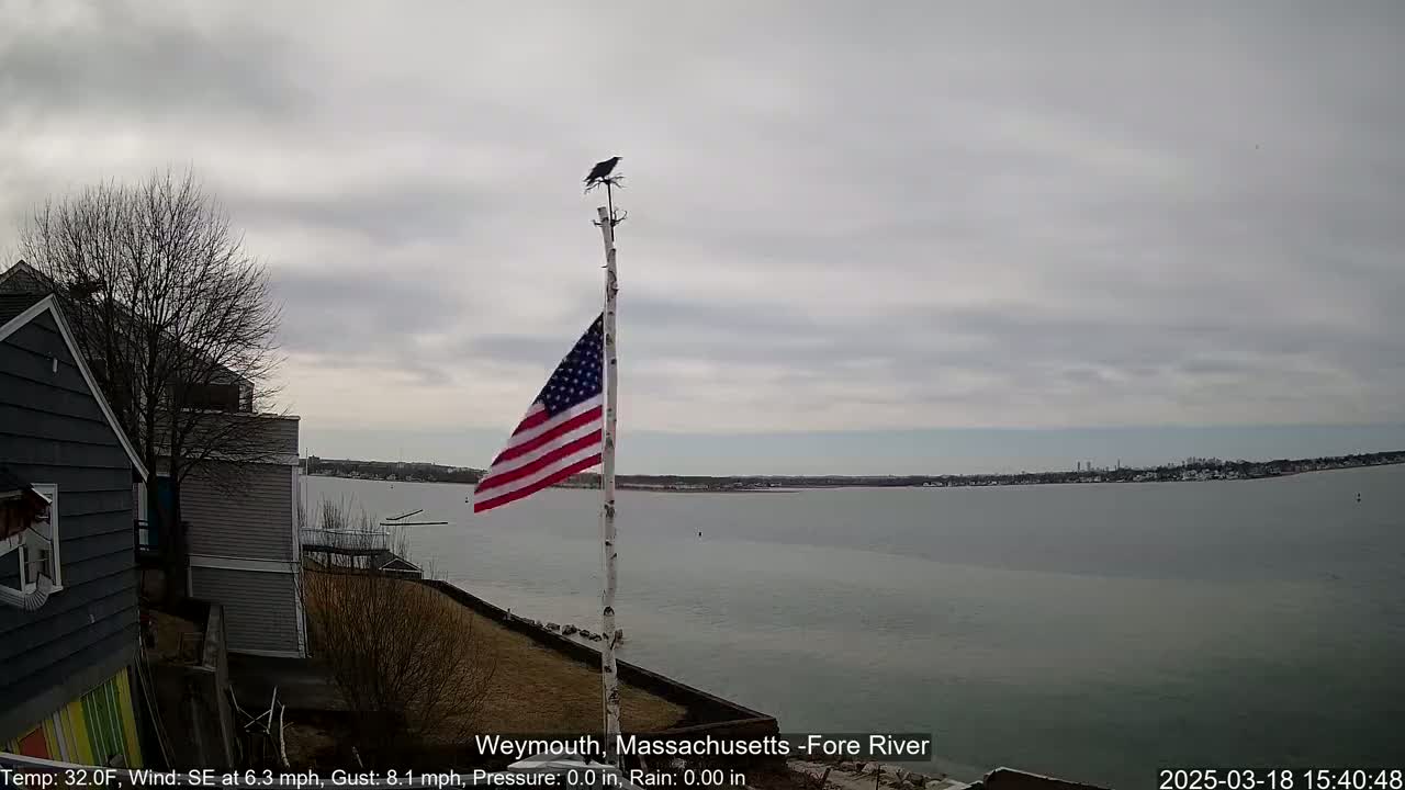 A bird perched atop a flagpole displaying an American flag overlooks a calm body of water under an overcast sky.