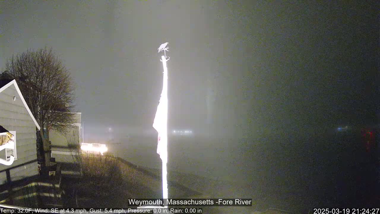 A nighttime scene in foggy conditions shows a bird perched atop a pole near a house and some distant lights.