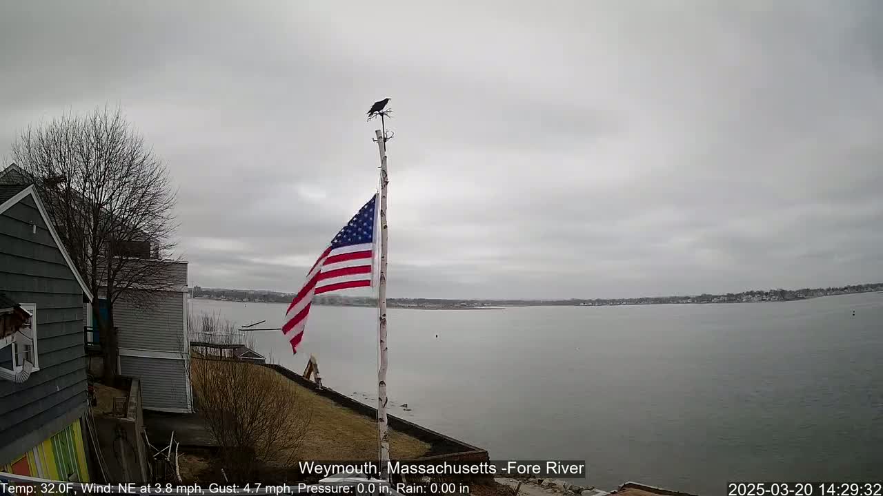 A bird perched atop a flagpole with an American flag waving beside a body of water under an overcast sky.