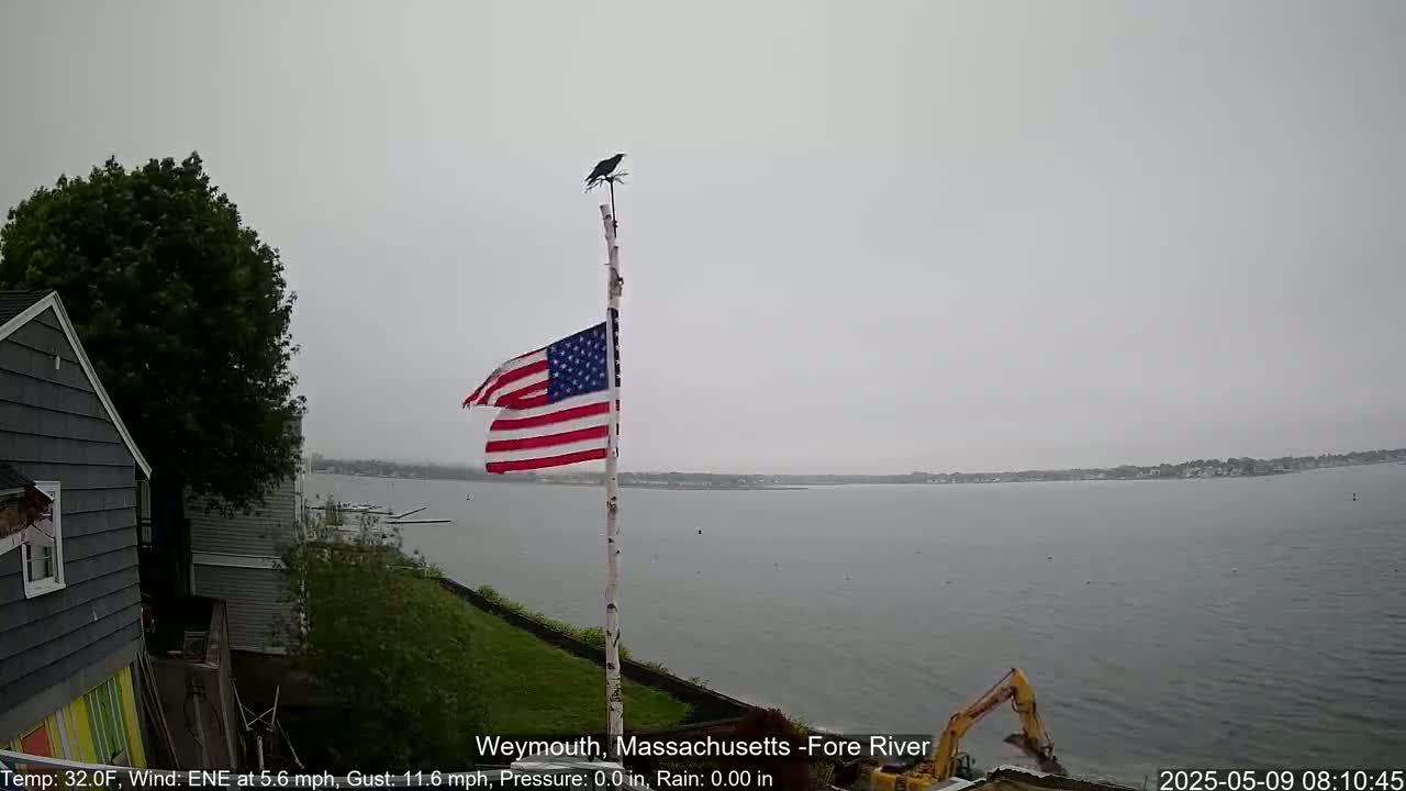 A slightly ruffled American flag flies from a pole with a bird perched atop, overlooking a calm gray body of water under an overcast sky.