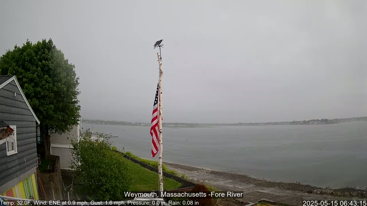 A bird perches atop a flagpole displaying an American flag near a gray house overlooking a calm, rainy river.