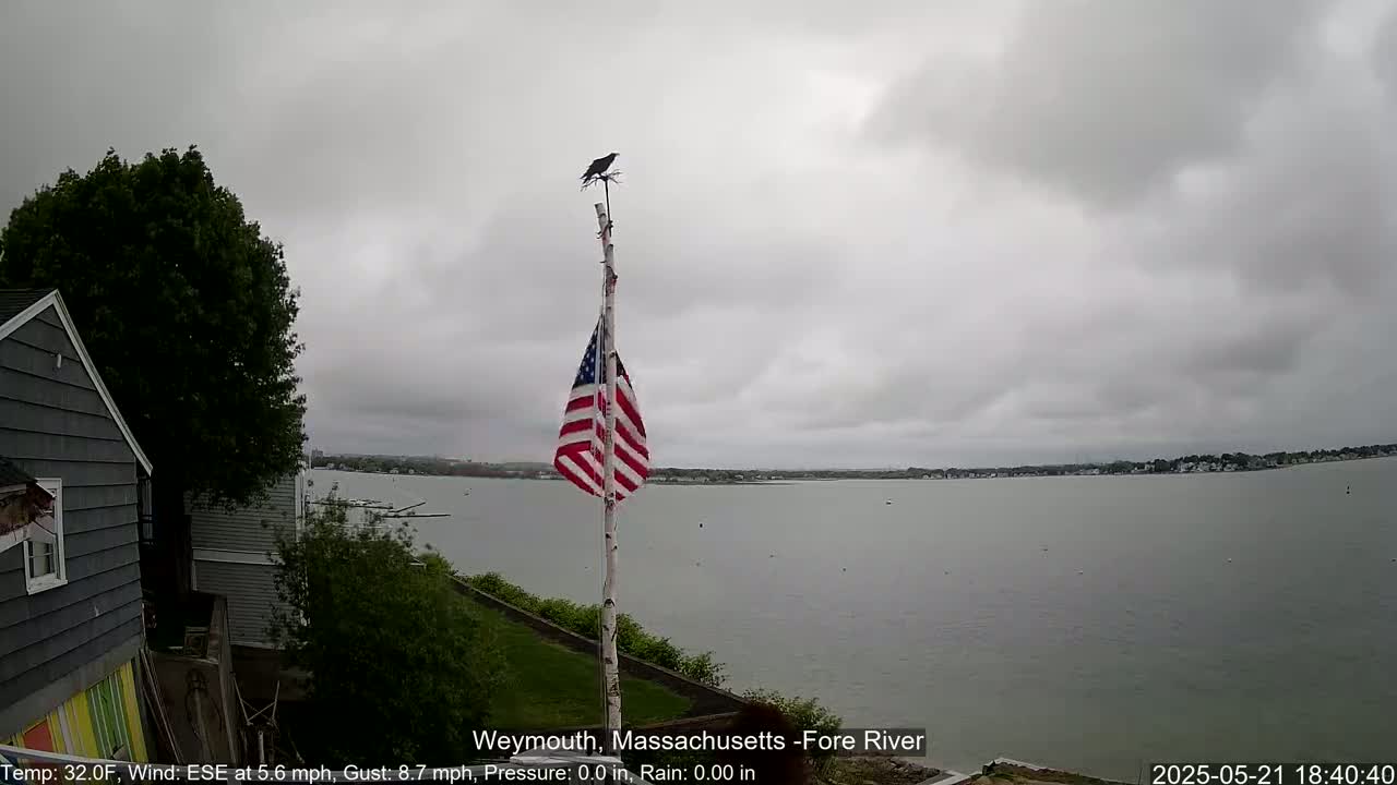 A bird perches atop a flagpole displaying an American flag, overlooking a calm, gray-cloudy day over a body of water.