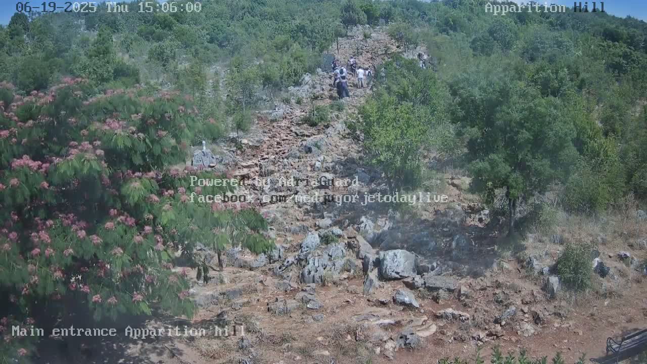 A group of people walk up a rocky path on a sunny day amidst green, low-lying vegetation.