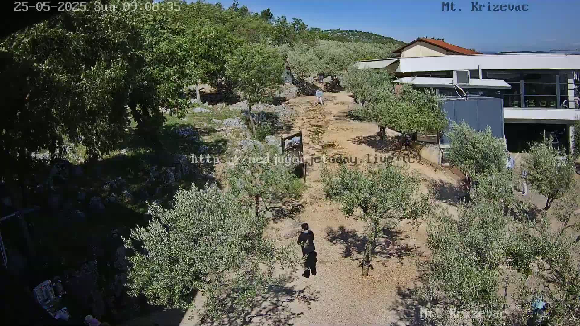 A sunlit path winds through a grove of olive trees toward a modern building, with several people walking along the path.