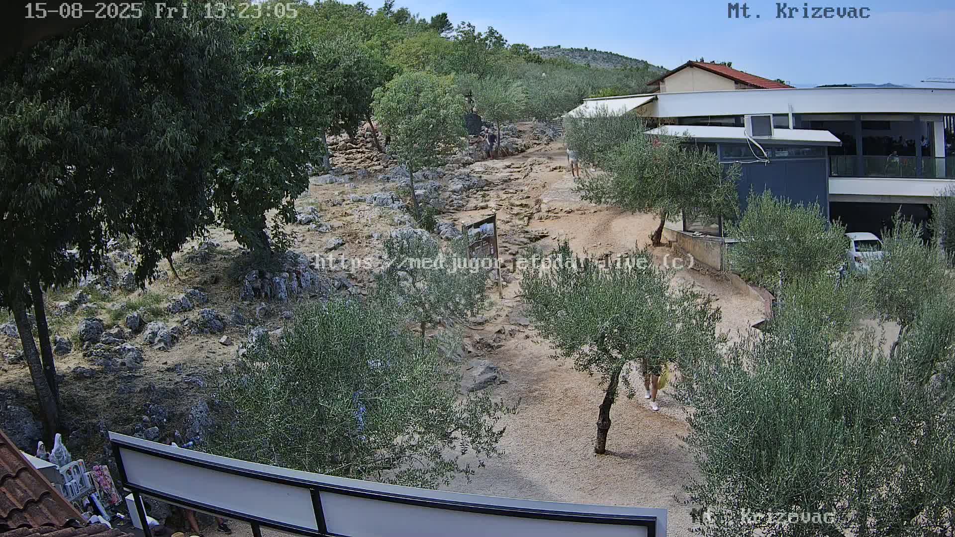 A sunny day shows a group of people walking on a sandy path lined with olive trees toward a building.