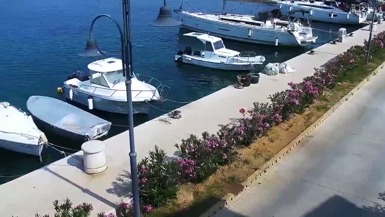 Several boats are moored at a marina on a sunny day, with a walkway lined with flowering bushes.