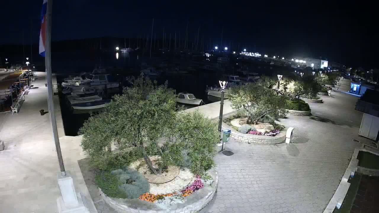 A nighttime view of a marina with numerous boats docked, a paved walkway lined with olive trees in planters, and streetlights illuminating the scene.