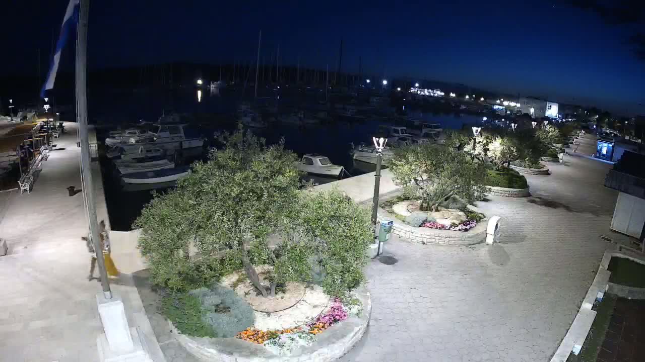 A nighttime view of a marina with boats docked, illuminated by streetlights, and surrounded by a paved walkway lined with olive trees and flowerbeds.
