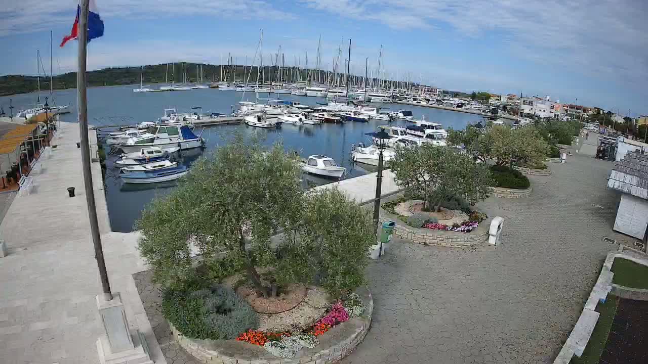 A marina filled with numerous boats is adjacent to a paved area with landscaping featuring olive trees and flowerbeds under a mostly sunny sky.