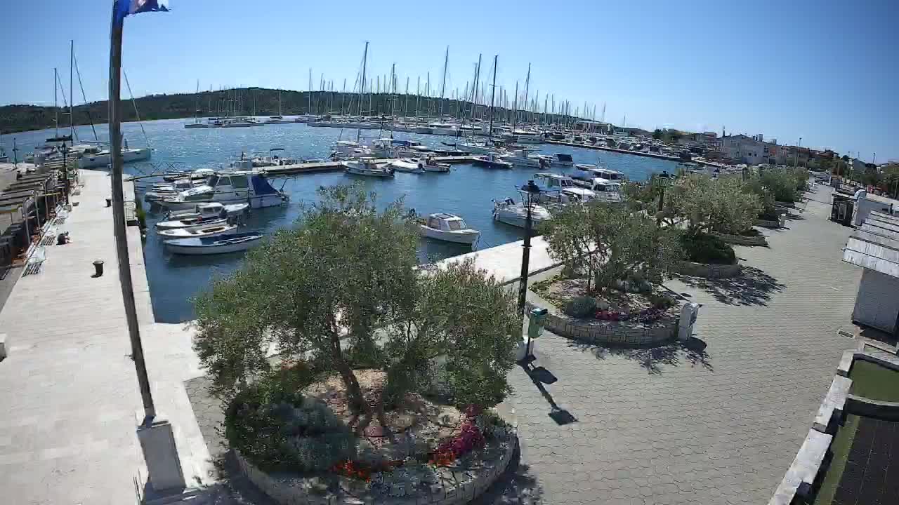 A marina filled with numerous boats and yachts is situated next to a paved walkway lined with small olive trees and flowerbeds under a clear, sunny sky.
