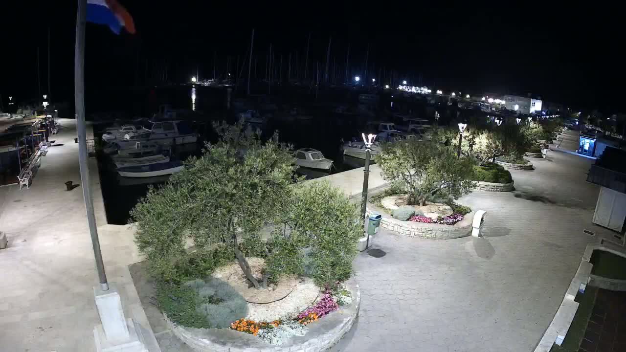 A nighttime view of a marina with numerous boats docked, surrounded by a paved walkway lined with small, landscaped areas containing olive trees and flowers.