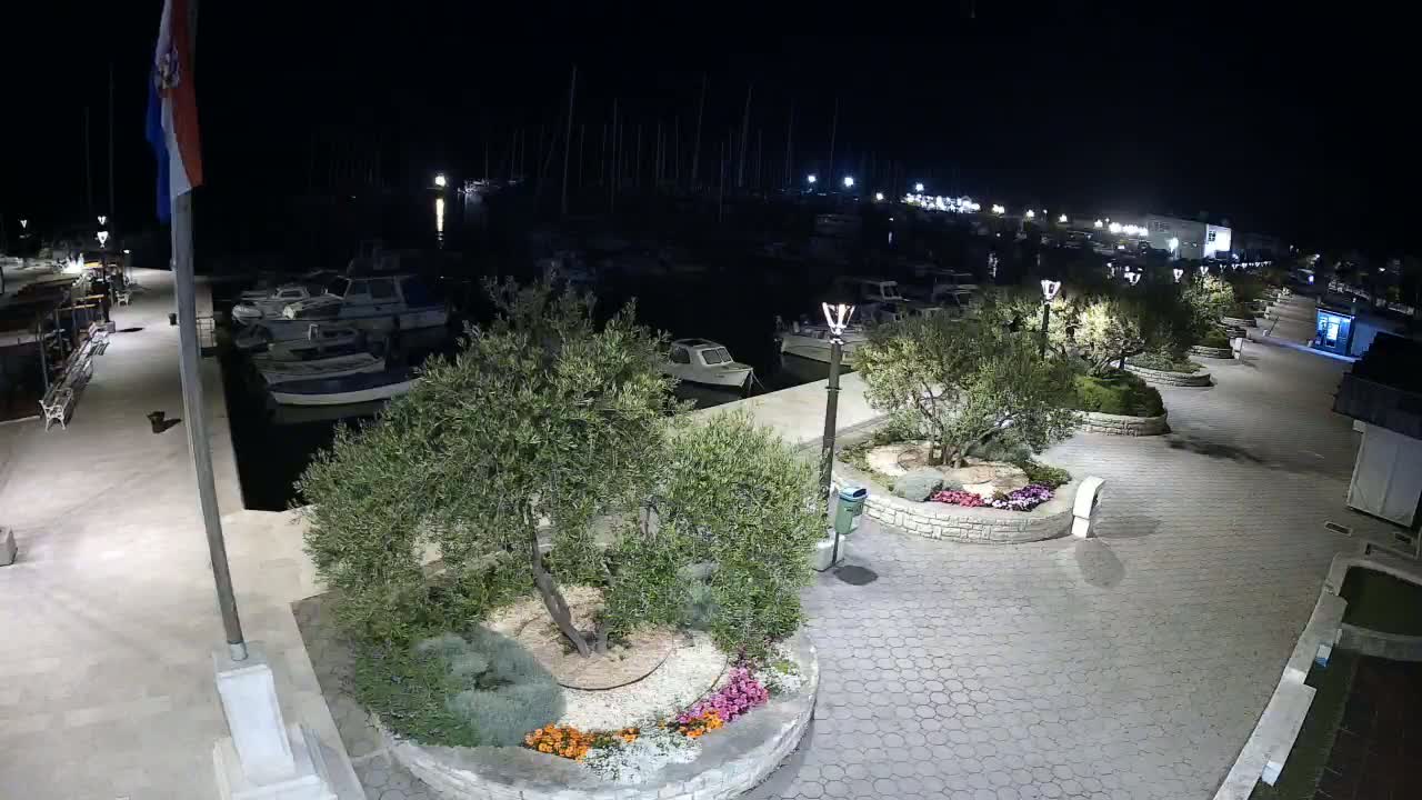 A nighttime view of a harbor filled with docked boats, surrounded by a paved walkway lined with olive trees in planters.