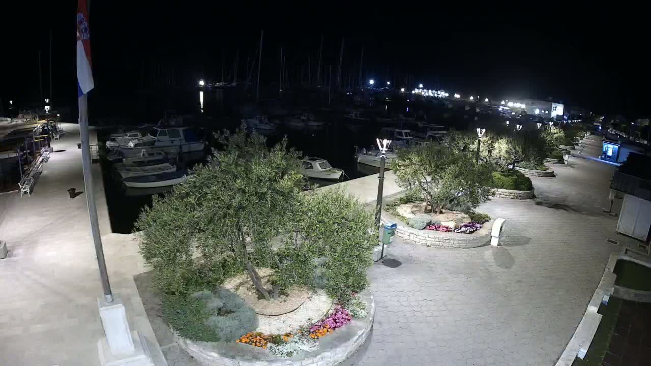 A nighttime view of a marina with numerous boats docked, a paved walkway lined with olive trees in planters, and streetlights illuminating the scene.