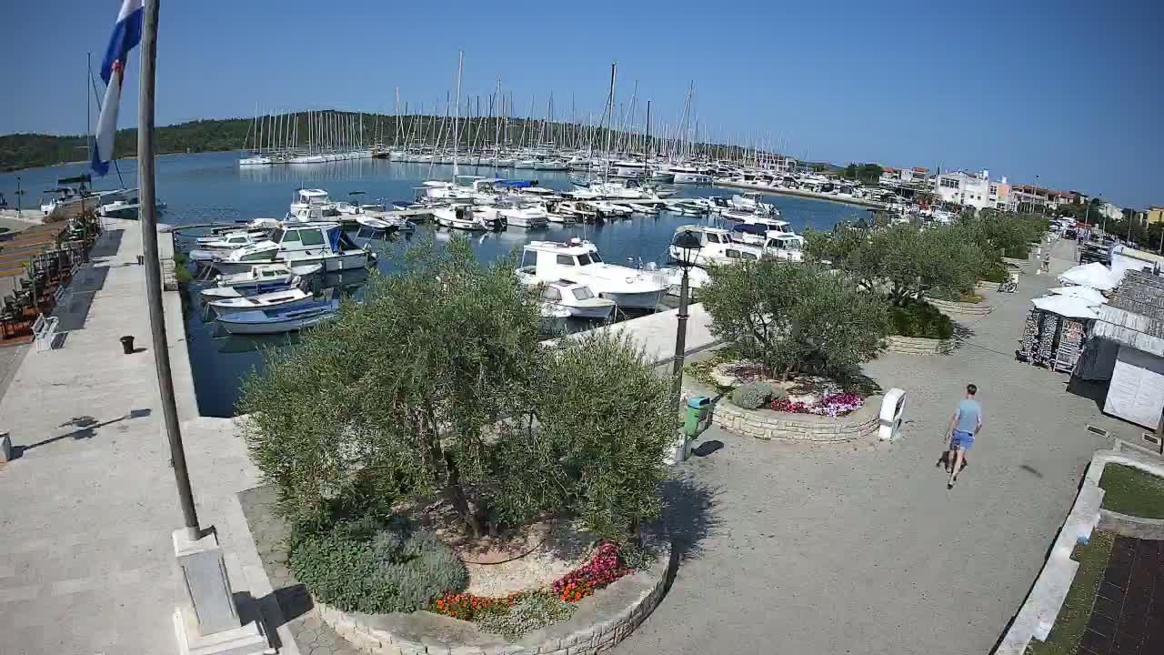 A marina filled with boats on a sunny day, with a paved walkway lined with olive trees and small shops leading away from the water.