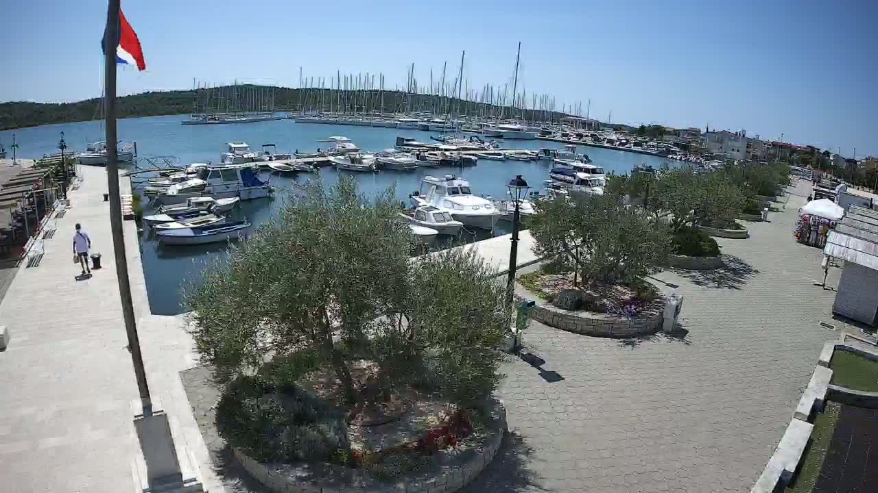 A marina filled with numerous boats and sailboats is bordered by a paved walkway lined with olive trees under a clear, sunny sky.